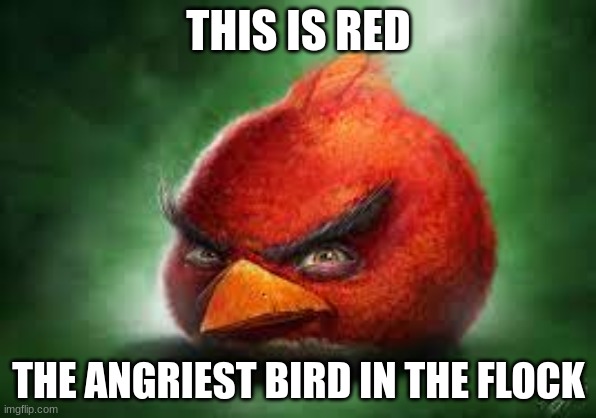 Red | THIS IS RED; THE ANGRIEST BIRD IN THE FLOCK | image tagged in realistic red angry birds | made w/ Imgflip meme maker