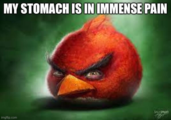 Realistic Red Angry Birds | MY STOMACH IS IN IMMENSE PAIN | image tagged in realistic red angry birds | made w/ Imgflip meme maker