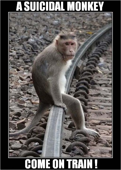 I Can Relate ! | A SUICIDAL MONKEY; COME ON TRAIN ! | image tagged in monkey,suicide,relate,dark humour | made w/ Imgflip meme maker