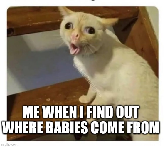 wow | ME WHEN I FIND OUT WHERE BABIES COME FROM | image tagged in coughing cat | made w/ Imgflip meme maker