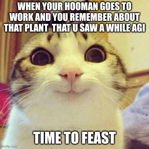 after all this time | WHEN YOUR HOOMAN GOES TO WORK AND YOU REMEMBER ABOUT THAT PLANT  THAT U SAW A WHILE AGI; TIME TO FEAST | image tagged in memes,smiling cat | made w/ Imgflip meme maker