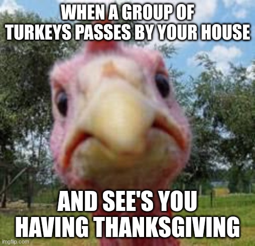 turkey | WHEN A GROUP OF TURKEYS PASSES BY YOUR HOUSE; AND SEE'S YOU HAVING THANKSGIVING | image tagged in turkey | made w/ Imgflip meme maker