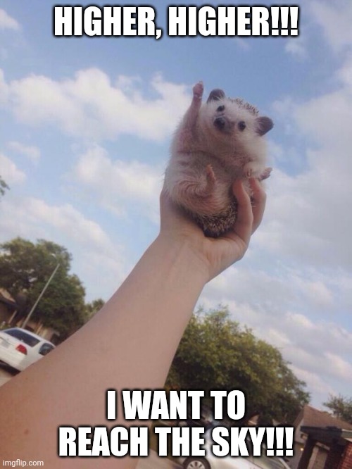 Sky Hedgehog | HIGHER, HIGHER!!! I WANT TO REACH THE SKY!!! | image tagged in sky hedgehog | made w/ Imgflip meme maker
