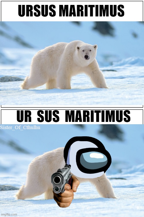 When Polar Bear is Sus | URSUS MARITIMUS; UR  SUS  MARITIMUS | image tagged in memes,blank comic panel 1x2,sus,scientific name,original meme | made w/ Imgflip meme maker