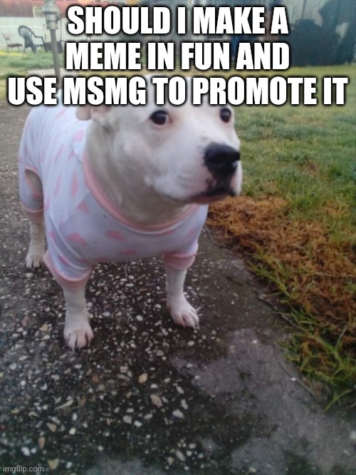High quality Huh Dog | SHOULD I MAKE A MEME IN FUN AND USE MSMG TO PROMOTE IT | image tagged in high quality huh dog | made w/ Imgflip meme maker