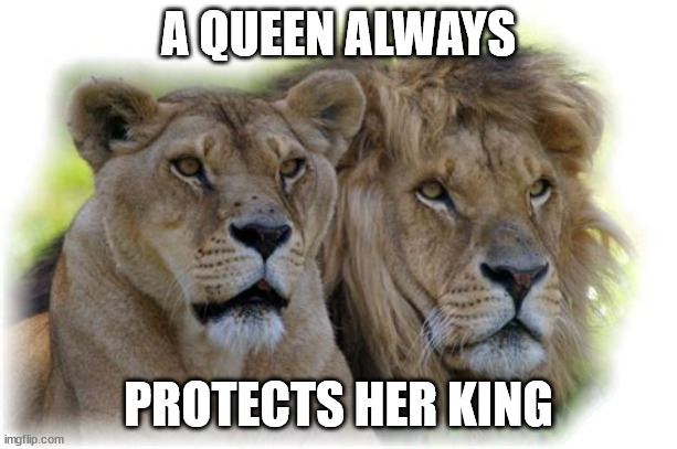 Lioness and Lion | A QUEEN ALWAYS; PROTECTS HER KING | image tagged in lioness and lion | made w/ Imgflip meme maker