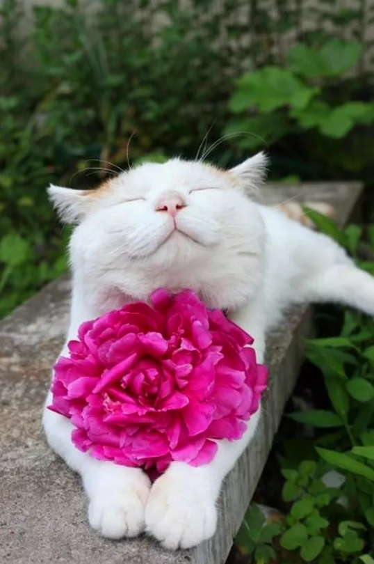 High Quality Flower cat Blank Meme Template