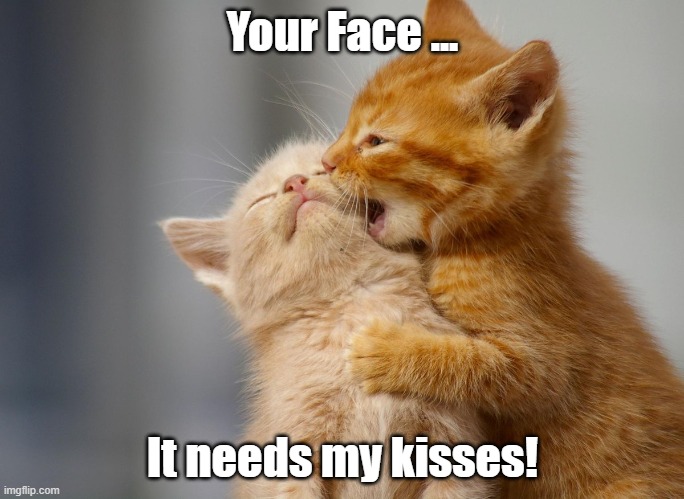 Your face needs my kisses |  Your Face ... It needs my kisses! | image tagged in face,kisses,cats,cat meme,smooch | made w/ Imgflip meme maker