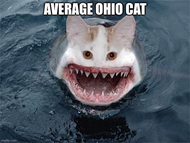 Ohio | AVERAGE OHIO CAT | image tagged in ohio | made w/ Imgflip meme maker