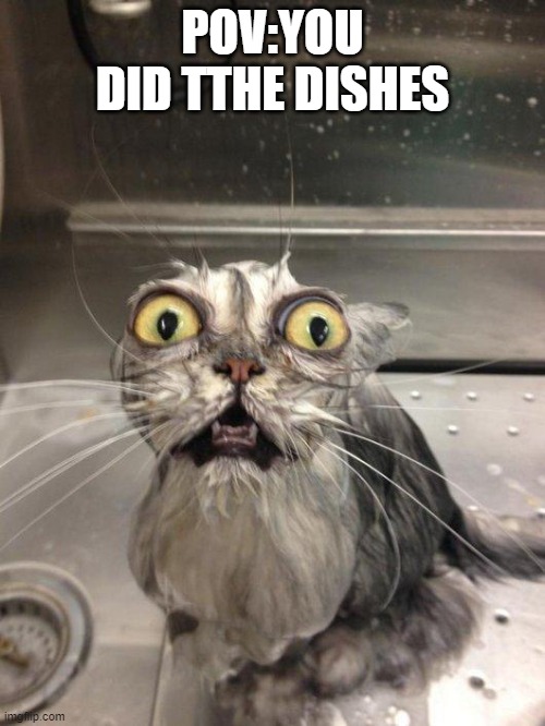 anyone else? | POV:YOU DID TTHE DISHES | image tagged in traumatized wet cat,dishes,after | made w/ Imgflip meme maker