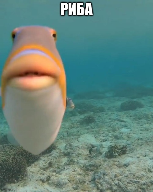 staring fish | РИБА | image tagged in fish | made w/ Imgflip meme maker