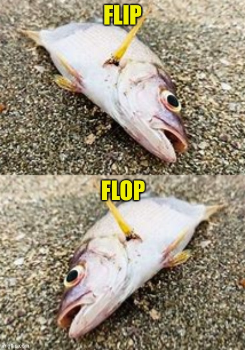 FLIP FLOP | image tagged in dead fish | made w/ Imgflip meme maker