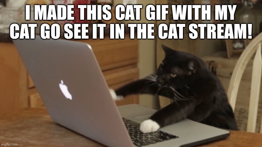 Furiously Typing Cat | I MADE THIS CAT GIF WITH MY CAT GO SEE IT IN THE CAT STREAM! | image tagged in furiously typing cat | made w/ Imgflip meme maker