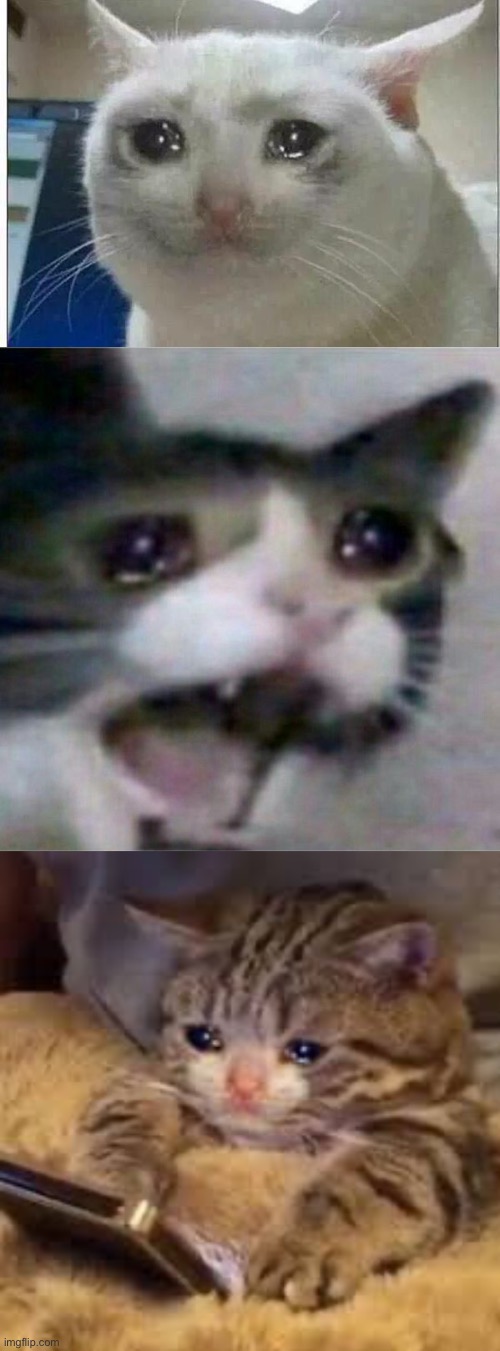 image tagged in crying cat,sad cat looking at phone | made w/ Imgflip meme maker