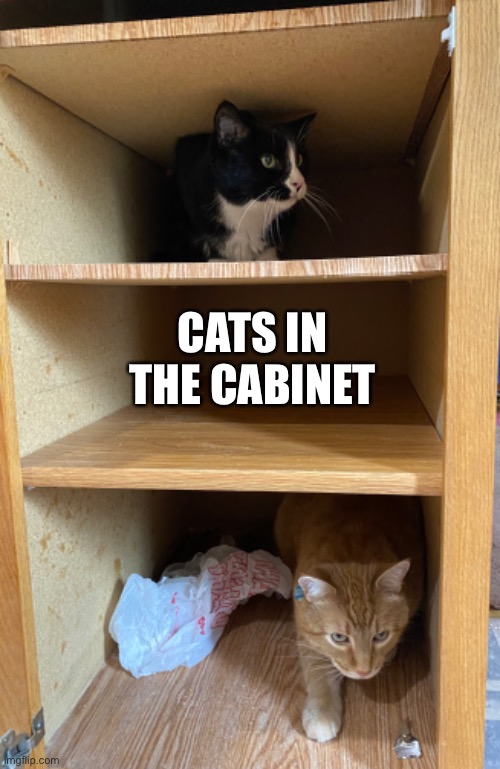 CATS IN THE CABINET | image tagged in meow,cats,cat,cabinet | made w/ Imgflip meme maker