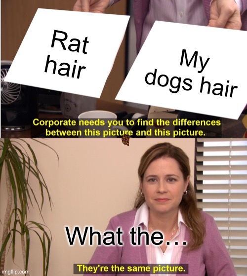 They're The Same Picture | Rat hair; My dogs hair; What the… | image tagged in memes,they're the same picture | made w/ Imgflip meme maker
