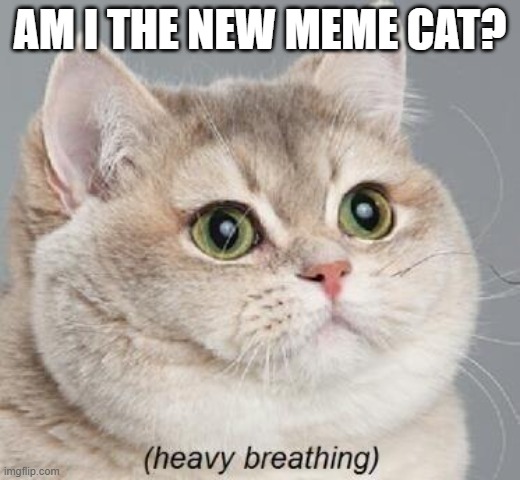 Heavy Breathing Cat Meme | AM I THE NEW MEME CAT? | image tagged in memes,heavy breathing cat,fun | made w/ Imgflip meme maker