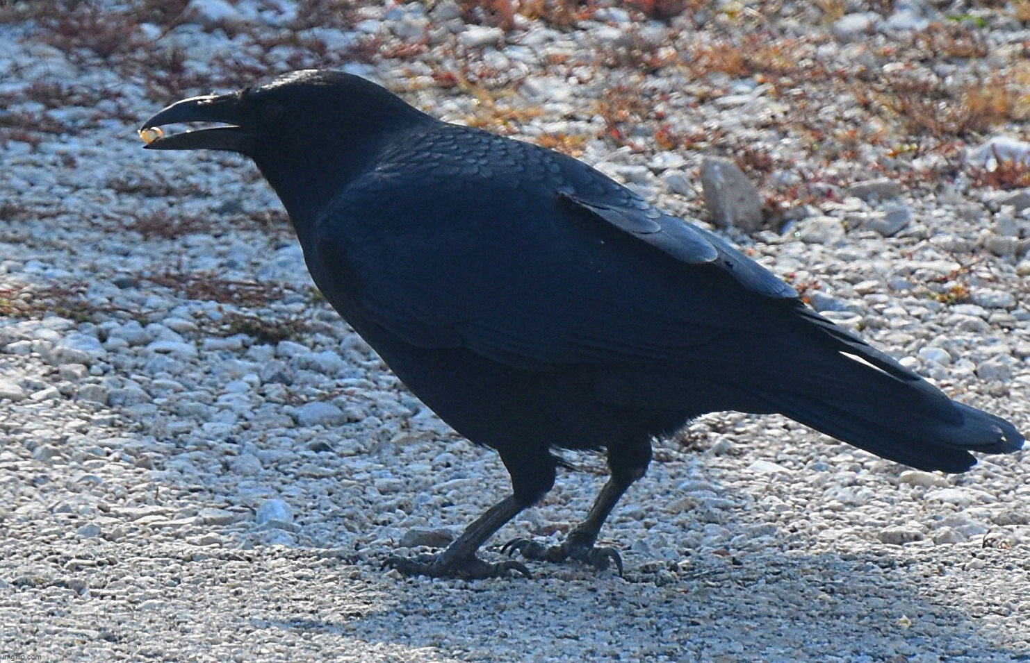 A very large crow! | image tagged in crow,nikon,kewlew | made w/ Imgflip meme maker