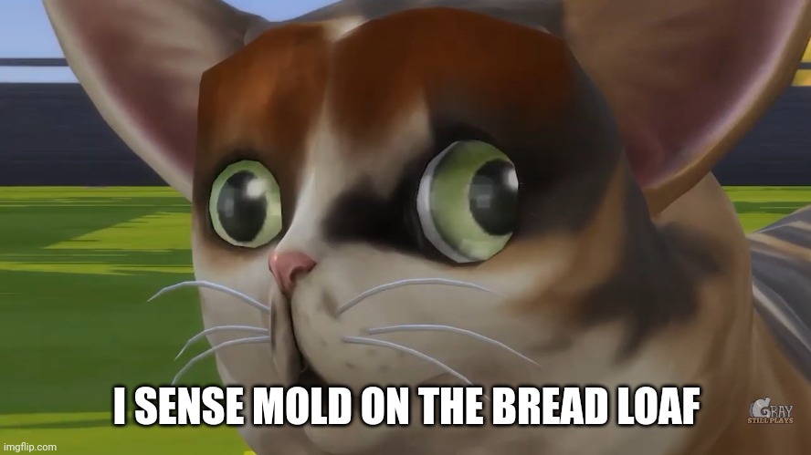 Spleens the cat | I SENSE MOLD ON THE BREAD LOAF | image tagged in spleens the cat | made w/ Imgflip meme maker