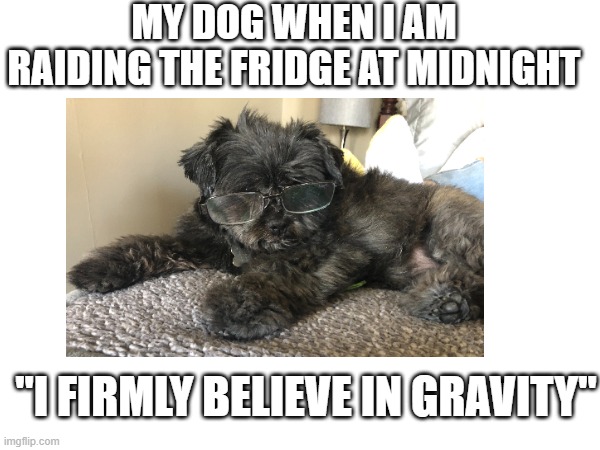 Doggo in glasses |  MY DOG WHEN I AM RAIDING THE FRIDGE AT MIDNIGHT; "I FIRMLY BELIEVE IN GRAVITY" | image tagged in funny,smart dog | made w/ Imgflip meme maker