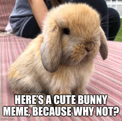 Cute Bunny | HERE’S A CUTE BUNNY MEME, BECAUSE WHY NOT? | image tagged in rabbit,bunny,cute,adorable,animal | made w/ Imgflip meme maker