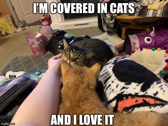 C a t | I’M COVERED IN CATS; AND I LOVE IT | image tagged in cats | made w/ Imgflip meme maker