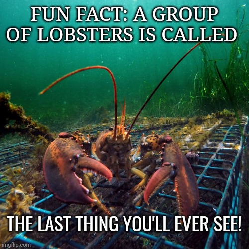 lobster Memes & GIFs - Imgflip