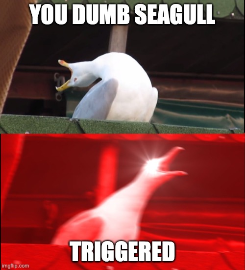 seagulls | YOU DUMB SEAGULL; TRIGGERED | image tagged in screaming bird | made w/ Imgflip meme maker