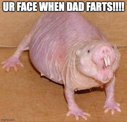 naked mole rat | UR FACE WHEN DAD FARTS!!!! | image tagged in naked mole rat | made w/ Imgflip meme maker
