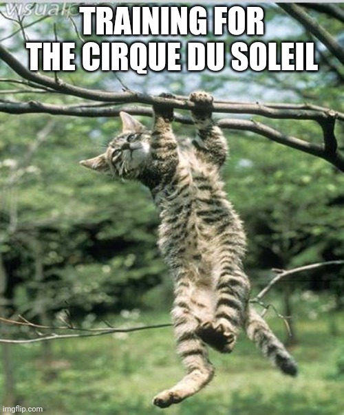 hang in there, determined kitty | TRAINING FOR THE CIRQUE DU SOLEIL | image tagged in hang in there determined kitty | made w/ Imgflip meme maker