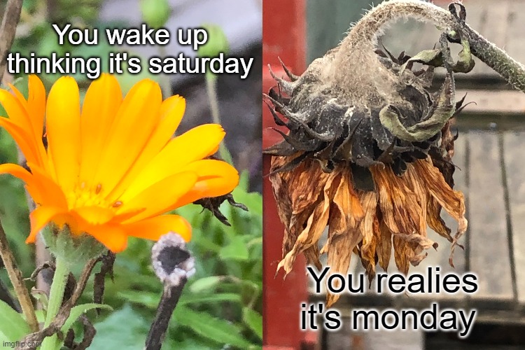 The flower meme | You wake up thinking it's saturday; You realies it's monday | image tagged in flower,happy and sad | made w/ Imgflip meme maker