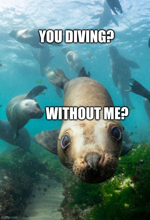 seal diver | YOU DIVING? WITHOUT ME? | image tagged in seal diver | made w/ Imgflip meme maker