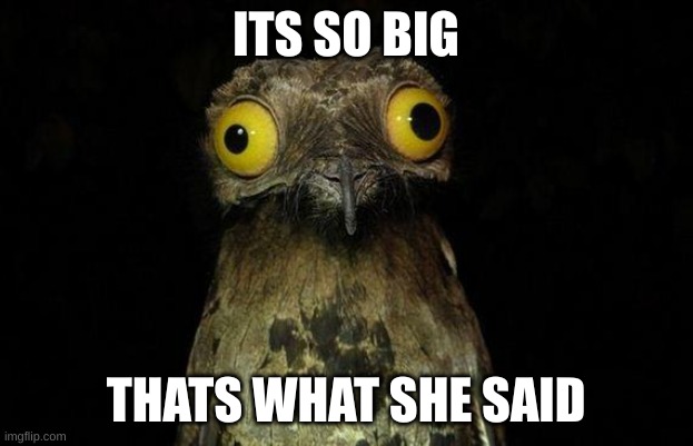 Weird Stuff I Do Potoo | ITS SO BIG; THATS WHAT SHE SAID | image tagged in memes,weird stuff i do potoo | made w/ Imgflip meme maker