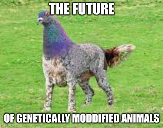 THE FUTURE; OF GENETICALLY MODIFIED ANIMALS | image tagged in meme | made w/ Imgflip meme maker