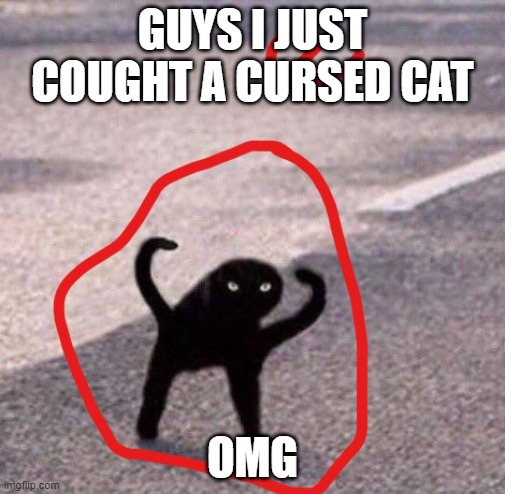 Sus Cat | GUYS I JUST COUGHT A CURSED CAT; OMG | image tagged in omg is cursed cat | made w/ Imgflip meme maker