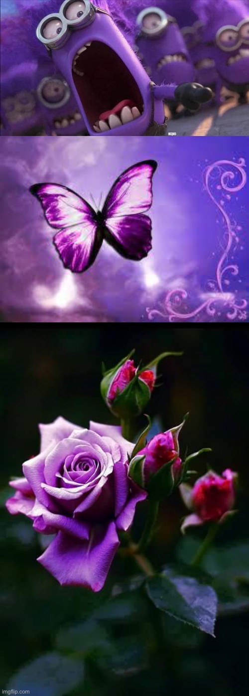 image tagged in purple minion,purple butterfly,purple roses | made w/ Imgflip meme maker