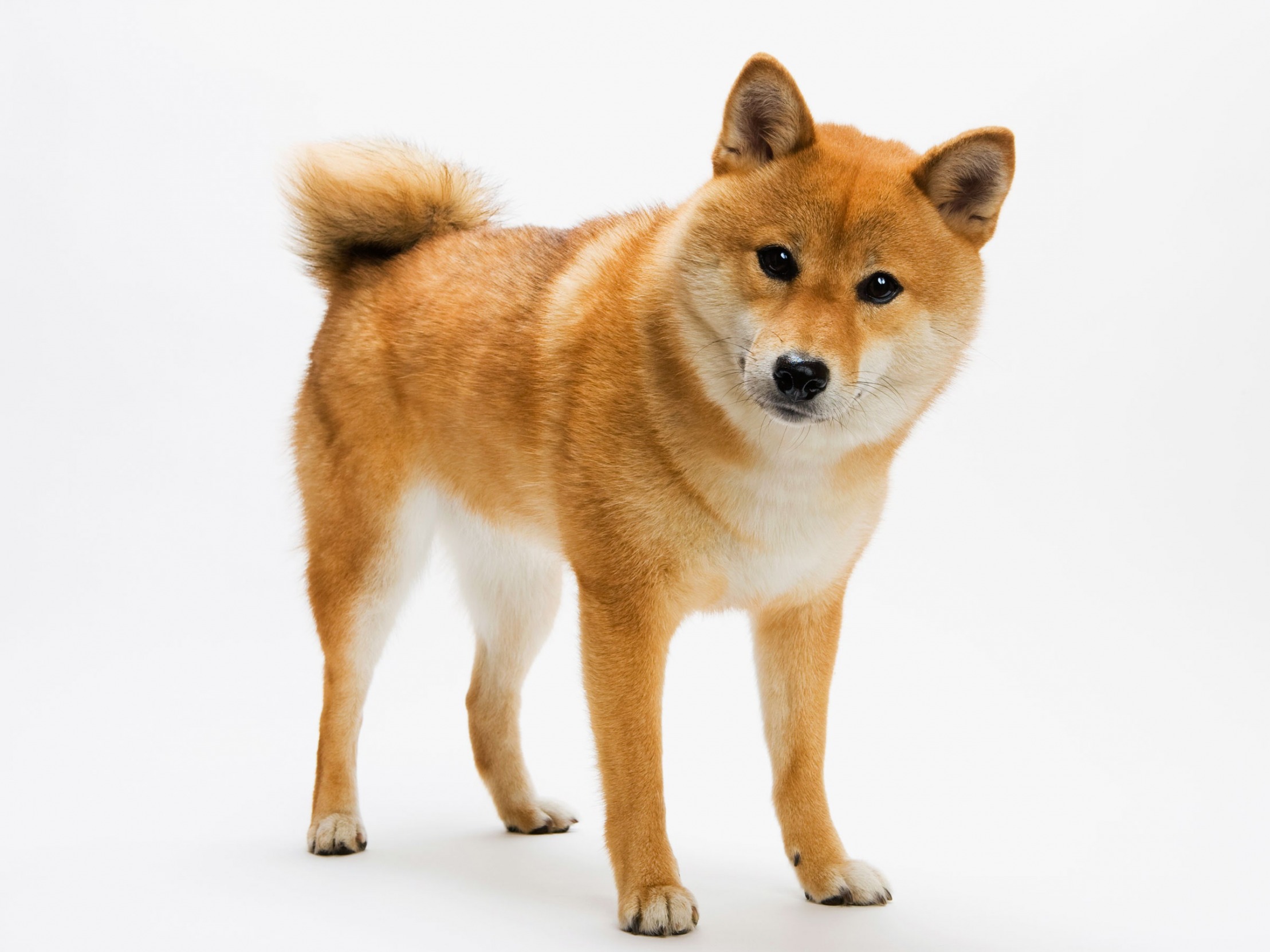 curious doggo Blank Meme Template