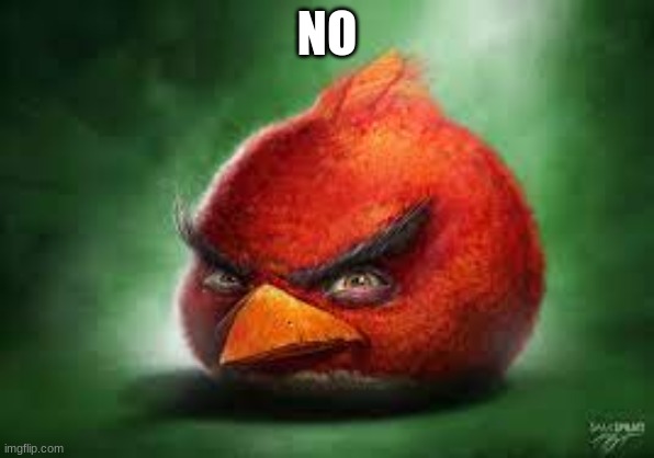Please unban me | NO | image tagged in realistic red angry birds | made w/ Imgflip meme maker
