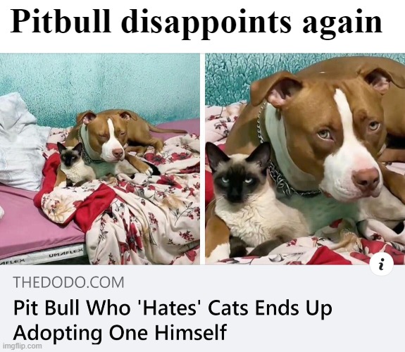Screw cats. Where's that Pittie spirit? | Pitbull disappoints again | image tagged in dogs,cats and dogs living together,pitbulls | made w/ Imgflip meme maker