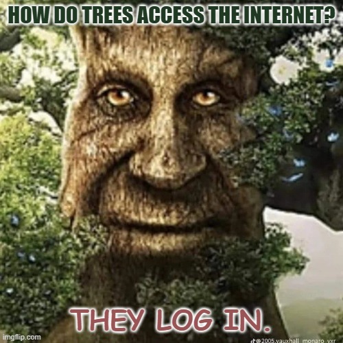Daily Bad Dad Joke November 17 2022 | HOW DO TREES ACCESS THE INTERNET? THEY LOG IN. | image tagged in tree | made w/ Imgflip meme maker
