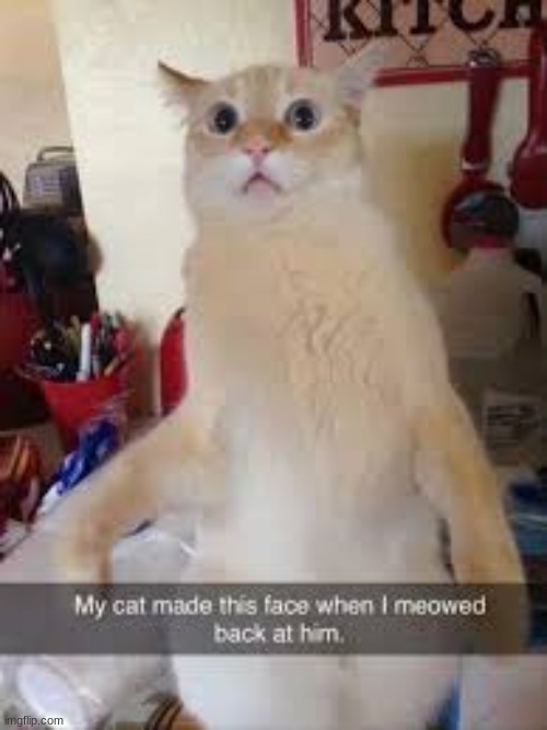 ☠ | image tagged in cat,meoww | made w/ Imgflip meme maker