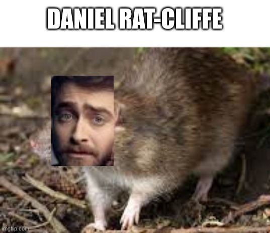 shitpost status update | DANIEL RAT-CLIFFE | image tagged in shitposts,eyerold,memes,funny,low quality | made w/ Imgflip meme maker