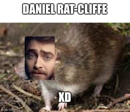 shitposts status update | DANIEL RAT-CLIFFE; XD | image tagged in shitpost,memes,funny,eyerolll | made w/ Imgflip meme maker