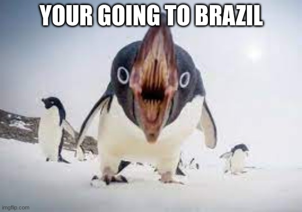 cursed penguin | YOUR GOING TO BRAZIL | image tagged in cursed penguin | made w/ Imgflip meme maker