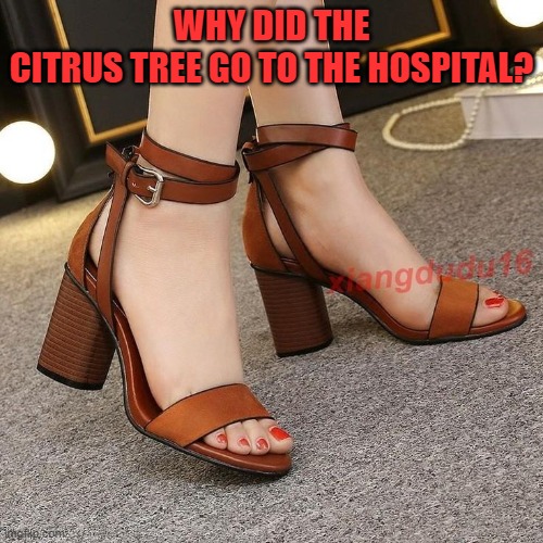 WHY DID THE CITRUS TREE GO TO THE HOSPITAL? | image tagged in riddle,feet | made w/ Imgflip meme maker