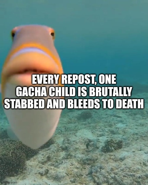 staring fish | EVERY REPOST, ONE GACHA CHILD IS BRUTALLY STABBED AND BLEEDS TO DEATH | image tagged in staring fish | made w/ Imgflip meme maker
