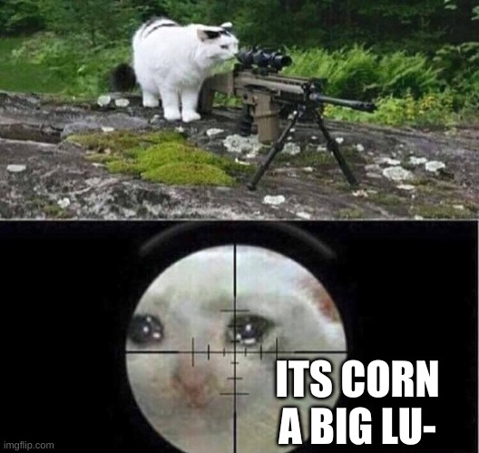 Sniper cat | ITS CORN A BIG LU- | image tagged in sniper cat | made w/ Imgflip meme maker