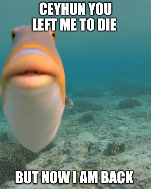 You would not uderstand | CEYHUN YOU LEFT ME TO DIE; BUT NOW I AM BACK | image tagged in staring fish | made w/ Imgflip meme maker