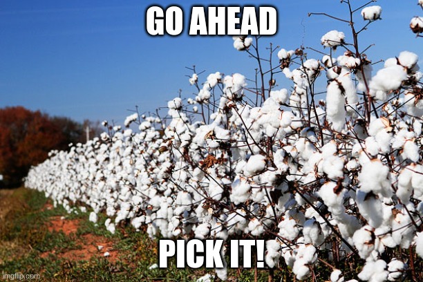 Cotton Field | GO AHEAD; PICK IT! | image tagged in cotton field | made w/ Imgflip meme maker