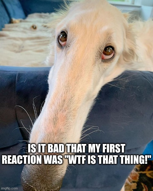 i mean is it? | IS IT BAD THAT MY FIRST REACTION WAS "WTF IS THAT THING!" | image tagged in dogs,dog with long nose | made w/ Imgflip meme maker
